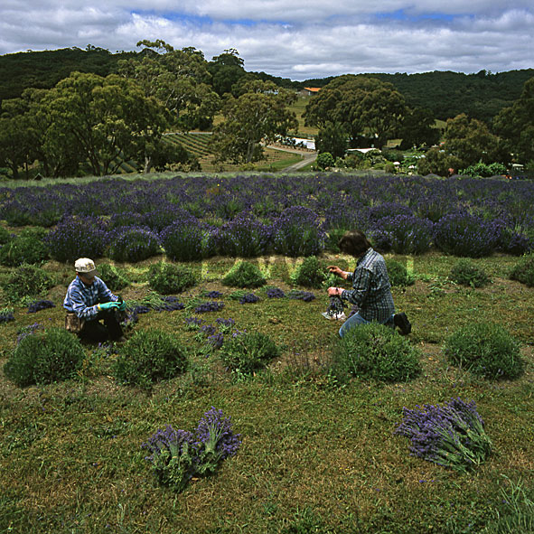 stock photo image: Farming, Farmland, great dividing range, farm, farms, herb, herbs, Agriculture, Farm, Farms, Farming, lavender, lavandula, lavandula augustifolia, lavandula intermedia, lavender farm, lavender farms, lavender farming, lavender growers, lavender growing, lavender oil, lavender field, lavender fields, flower industry, purple flower, purple flower, purple flowers, english lavender, labiatae, australia, Vic, Victoria, Yuulong, yuulong lavender estate, Daylesford, rural, rural scene, rural scenes.