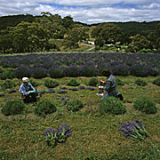 Farming, Farmland, great dividing range, farm, farms, herb, herbs, Agriculture, Farm, Farms, Farming, lavender, lavandula, lavandula augustifolia, lavandula intermedia, lavender farm, lavender farms, lavender farming, lavender growers, lavender growing, lavender oil, lavender field, lavender fields, flower industry, purple flower, purple flower, purple flowers, english lavender, labiatae, australia, Vic, Victoria, Yuulong, yuulong lavender estate, Daylesford, rural, rural scene, rural scenes.
