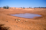 Climate, weather, drought, drought scene, drought scenes, desert, deserts, outback, australian outback, outback australia, waterhole, waterholes, disasters, natural disasters, bone, bones, skeleton, skeletons, dead, dead animal, dead animals, australia, queensland, qld, emu, emus.