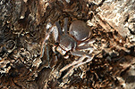Invertebrate, Invertebrates, Arthropod, Arthropods, Arachnida, Araneae, Heteropodidae, Arachnid, Arachnids, spider, spiders, isopoda, wa, western australia, australia.