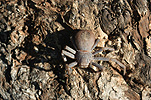 Invertebrate, Invertebrates, Arthropod, Arthropods, Arachnida, Araneae, Heteropodidae, Arachnid, Arachnids, spider, spiders, isopoda, wa, western australia, australia.