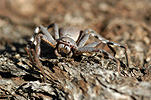 Invertebrate, Invertebrates, Arthropod, Arthropods, Arachnida, Araneae, Heteropodidae, Arachnid, Arachnids, spider, spiders, isopoda, wa, western australia, australia.
