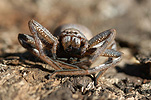 Invertebrate, Invertebrates, Arthropod, Arthropods, Arachnida, Araneae, Heteropodidae, Arachnid, Arachnids, spider, spiders, isopoda, wa, western australia, australia.