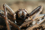 Invertebrate, Invertebrates, Arthropod, Arthropods, Arachnida, Araneae, Heteropodidae, Arachnid, Arachnids, spider, spiders, isopoda, wa, western australia, australia.