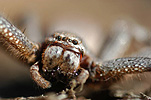 Invertebrate, Invertebrates, Arthropod, Arthropods, Arachnida, Araneae, Heteropodidae, Arachnid, Arachnids, spider, spiders, isopoda, wa, western australia, australia.