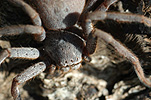 Invertebrate, Invertebrates, Arthropod, Arthropods, Arachnida, Araneae, Heteropodidae, Arachnid, Arachnids, spider, spiders, isopoda, wa, western australia, australia.