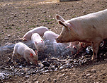 Farming, Farmland, farm, farms, animal, animals, livestock, agriculture, pig, pigs, piglet, piglets, baby animal, baby animals, young animal, young animals, sow, sows, sty, pigsty, pigstys, pig sty, pig stys, rural, rural scene, rural scenes, mud, litter, litters.