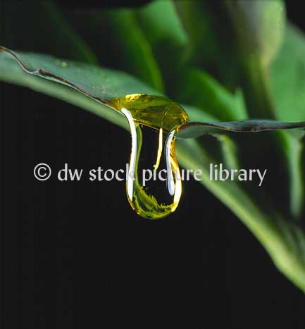 stock photo image: Water, drop, drops, droplet, droplets, rain, raindrop, raindrops, rain drop, rain drops, wet, water drop, water droplets, Farming, Farmland, farm, farms, Agriculture, Canola, oilseed, Brassica, brassica napus, oil, oils, rape, rape crop, rape crops, rural, rural scene, rural scenes, droplet, droplets, oil droplet, oil droplets, drip, drips, oil drip, oil drips.