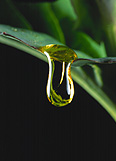 Water, drop, drops, droplet, droplets, rain, raindrop, raindrops, rain drop, rain drops, wet, water drop, water droplets, Farming, Farmland, farm, farms, Agriculture, Canola, oilseed, Brassica, brassica napus, oil, oils, rape, rape crop, rape crops, rural, rural scene, rural scenes, droplet, droplets, oil droplet, oil droplets, drip, drips, oil drip, oil drips.