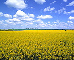 Farming, Farmland, farm, farms, Agriculture, Canola, Canola crop, cloud, clouds, canola crops, canola field, canola fields, field, fields, crop, crops, oilseed, oilseed crop, oilseed crops, Brassica, brassica napus, oil, oils, rape, rape crop, rape crops, rural, rural scene, rural scenes, cloud, clouds.