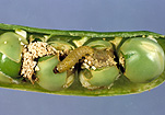 PEA MOTH CATERPILLAR (CYDIA NIGRICANA) INSIDE DAMAGED PEA POD