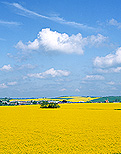 Farming, Farmland, farm, farms, Agriculture, cloud, clouds, Canola, Canola crop, canola crops, canola field, canola fields, field, fields, crop, crops, oilseed, oilseed crop, oilseed crops, Brassica, brassica napus, oil, oils, rape, rape crop, rape crops, rural, rural scene, rural scenes, cloud, clouds, sky, skies, blue sky, blue skies.