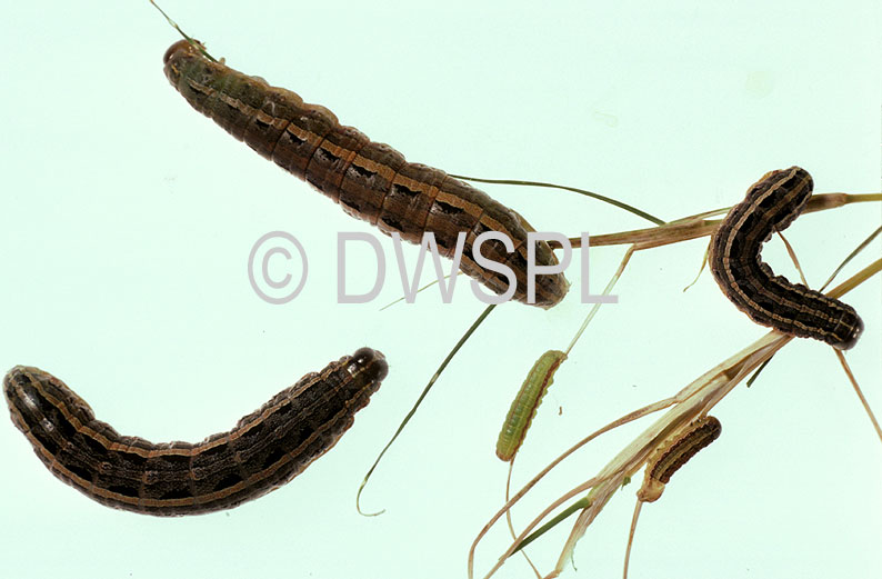 stock photo image: Insect, insects, pest, pests, plant pest, plant pests, caterpillar, caterpillars, larvae, armyworm, army worms, lawn, insect, insects, lawn armyworm, lawn armyworms, lawn, lawns.