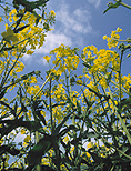 Farming, Farmland, farm, farms, Agriculture, Canola, Canola crop, canola crops, canola field, canola fields, field, fields, crop, crops, oilseed, oilseed crop, oilseed crops, Brassica, brassica napus, oil, oils, rape, rape crop, rape crops, rural, rural scene, rural scenes, rape flower, rape flowers, oilseed rape flower, oilseed rape flowers, canola flower, canola flowers, flower, flowers, yellow, yellow flower, yellow flowers.