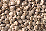 Agriculture, coffee, coffee bean, coffee beans, coffee plantation, coffee plantations, coffee growing, coffee berry, coffee berries, berry, berries.