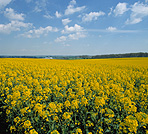 Farming, Farmland, farm, farms, Agriculture, Canola, Canola crop, canola crops, canola field, canola fields, field, fields, crop, crops, oilseed, oilseed crop, oilseed crops, Brassica, brassica napus, oil, oils, rape, rape crop, rape crops, rural, rural scene, rural scenes, cloud, clouds.