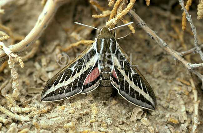 stock photo image: Insect, Insects, lepidoptera, Arthropod, Arthropods, Hippotion, celerio, hippotion celerio, invertebrate, invertebrates, insecta, hawk moth, hawk moths, vine hawk, vine hawk moth, vine hawk moths, pest, pests, plant pest, plant pests, moth, moths.