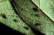 A ROYALTY FREE IMAGE OF: AZALEA LACE BUG (STEPHANITIS PYRIOIDES) ATTACK AZALEAS AND RHODODENDRONS