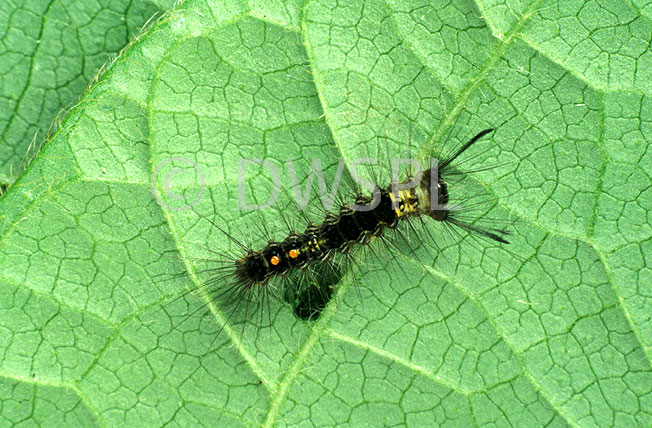 stock photo image: Insect, Insects, lepidoptera, caterpillar, caterpillars, larva, larvae, moth, moths, apple moth, apple moths, painted, painted apple moth, painted apple moths, bean, beans, vegetable, vegetables, teia, anartoides, teia anartoides, lymantriidae.