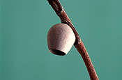 Insect, Insects, lepidoptera, moth, moths, cup, cup moth, cup moths, pest, pests, plant pest, plant pests, cocoon, cocoons.