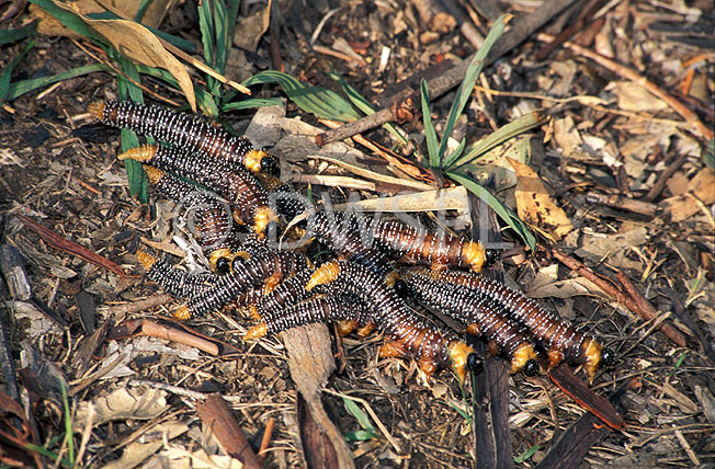 stock photo image: Insect, insects, sawfly, sawflies, steel-blue, steelblue, steelblue sawfly, steelblue sawflies, spitfire, spitfires, perga, dorsalis, perga dorsalis, invertebrate, invertebrates, arthropod, arthropods, larvae.