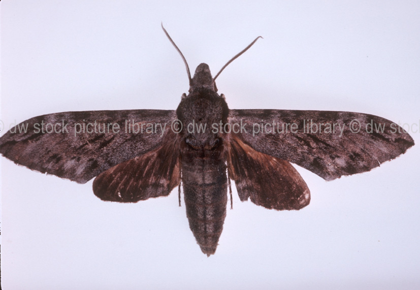 stock photo image: Insect, Insects, lepidoptera, moth, moths, privet moth, privet moths, hawk moth, hawk moths, privet hawk moth, privet hawk moths, australian privet hawk moth, australian privet hawk moths, ipsilogramma, menephron, ipsilogramma menephron, pest, pests, plant pest, plant pests.