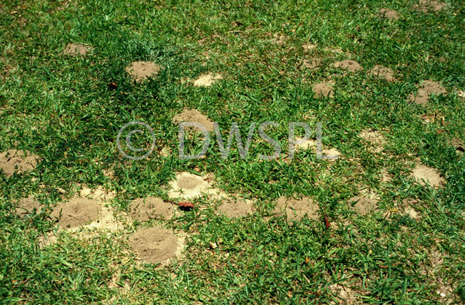 stock photo image: Insect, Insects, ant, ants, lawn, lawns, nest, nests, ants nest, ants nests.