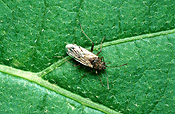 RUTHERGLEN BUG (NYSIUS VINITOR)