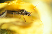 RUTHERGLEN BUG (NYSIUS VINITOR)