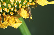 RUTHERGLEN BUG (NYSIUS SP.) ON CHRYSANTHEMUM SEED HEAD