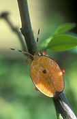 IMMATURE BRONZE-ORANGE BUG OR STINK BUG (MUSGRAVEIA SULCIVENTRIS) THIS PEST CAN CAUSE SERIOUS DAMAGE TO CITRUS TREES