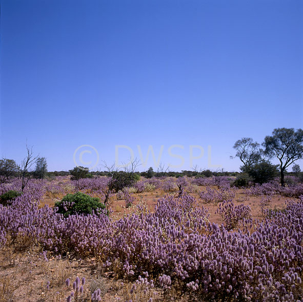 stock photo image: Australia, WA, Western Australia, flower, flowers, wild, wildflower, wildflowers, WA wildflowers, Western Australian wildflowers, Norseman, tall mulla mulla, mulla mulla, tall mulla-mulla, mulla-mulla, ptilotus, ptilotus exaltatus.