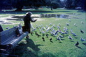 Australia, new South Wales, nsw, people, woman, women, female, females, old woman, old women, old people, park, parks, elderly, elderly people, elderly woman, elderly women, aged, old, bird, birds, sydney, seagull, seagulls, gull, gulls.