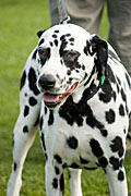 Australia, sa, RSPCA, south australia, adelaide, elder park, torrens, torrens river, river torrens, charity, charities, dog, dogs, domestic, domestic dog, domestic dogs, million paws, million paws walk, dalmation, dalmations, spot, spots, spotted.