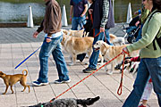 Australia, sa, RSPCA, south australia, adelaide, elder park, torrens, torrens river, river torrens, charity, charities, dog, dogs, domestic, domestic dog, domestic dogs, million paws, million paws walk, people.