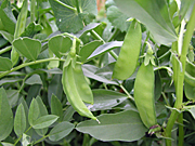 A ROYALTY FREE IMAGE OF: SNOW PEAS (PISUM SATIVUM) ALSO KNOWN AS CHINESE SNOW PEAS, SUGAR PEAS AND MANGETOUT