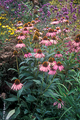 Herb, Herbs, echinacea, Echinacea purpurea, purpurea, coneflowers, coneflowers, purple coneflower, purple coneflowers, purple, purple flower, purple flowers, daisy, daisies, IS47,