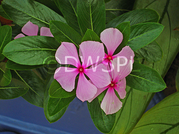 stock photo image: Flower, flowers, periwinkle, periwinkles, madagascar, madagascar periwinkle, madagascar periwinkles, catharanthus, roseus, catharanthus roseus, vinca, rosea, vinca rosea, perennial, perennials, pink, pink flower, pink flowers.