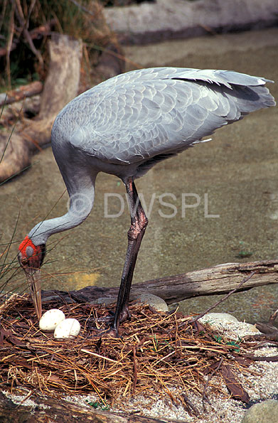 stock photo image: Animal, animals, australian, australia, australian bird, australian birds, bird, birds, brolga, brolgas, crane, cranes, grus, grus rubicunda, rubicunda, australian crane, australian cranes, native companion, native companions, gruiformes, gruidae, nest, nests, birds nest, birds nests, egg, eggs, IS47,