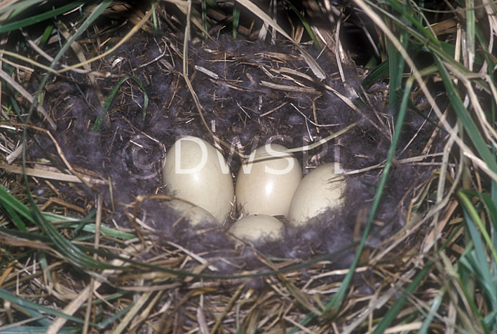 pacific black duck eggs