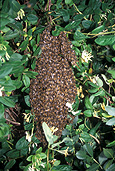 Insect, Insects, bee, bees, european, European bee, European bees, honey, European-bee, European-bees, hive, hives, bee hive, bee hives, australia, colony, colonies, IS47,
