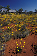 Australia, Australian, Australian desert, Australian deserts, WA, Western Australia, australia, peterman, peterman ranges, desert, deserts, desert scenes, desert scenes, great victoria, great victoria desert, outback, australian outback, outback australia, flower, flowers, wild, wildflower, wildflowers.