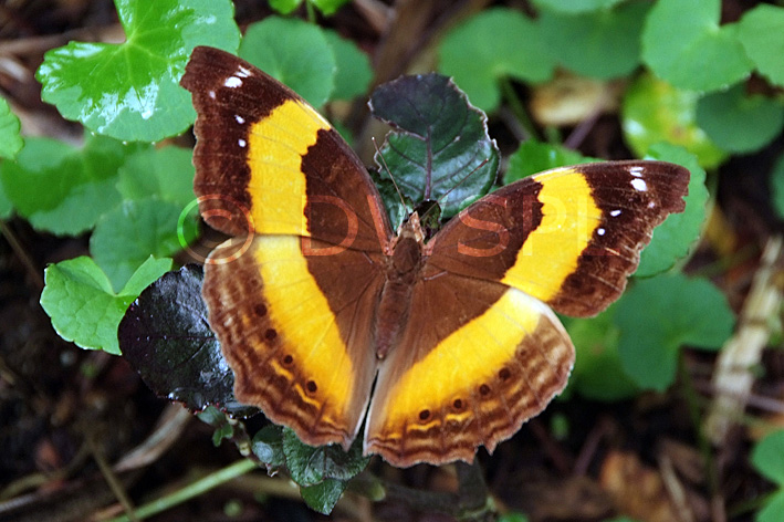 stock photo image: Arthropod, Arthropods, insect, insects, butterfly, butterflies, lurcher, lurcher butterfly, lurcher butterflies, yoma, yoma sabina parva, nymphalidae, australian lurcher, australian lurchers, australian lurcher butterfly, australian lurcher butterflies.