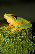 Animal, Animals, Amphibian, Amphibians, Frog, Frogs, tree frog, tree frogs, dainty tree frog, dainty tree frogs, Litoria, Litoria gracilenta, IS47,