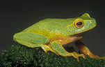 Animal, Animals, Amphibian, Amphibians, Frog, Frogs, tree frog, tree frogs, dainty tree frog, dainty tree frogs, Litoria, Litoria gracilenta, IS47,