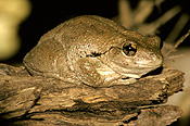 Animal, Animals, Amphibian, Amphibians, Frog, Frogs, tree frog, tree frogs, Perons, Perons tree frog, Perons tree frogs, Litoria, Litoria peroni, peroni, IS47,