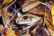 Amphibian, amphibians, amphibious, frog, frogs, barred frog, barred frogs, great barred frog, great barred frogs, great-barred frogs, mixophyles fasciolatus, IS47,