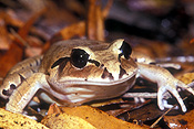 Animal, Animals, Amphibian, Amphibians, frog, frogs, barred frog, barred frogs, Great Barred Frog, great barred frog, mixophyles, Mixophyles fasciolatus, IS47,