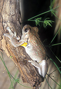 Animal, Animals, Amphibian, Amphibians, Frog, Frogs, tree frog, tree frogs, Perons, Perons tree frog, Perons tree frogs, Litoria, Litoria peroni, peroni, IS47,