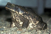 Australia, australian, pest, pests, poisonous, Amphibian, Amphibians, toad, toads, canetoad, canetoads, cane toad, cane toads, cane-toad, cane-toads, bufo, bufo marinus, IS47,
